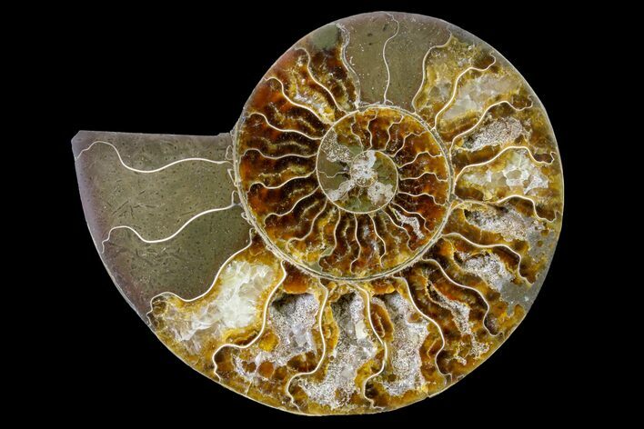 Cut & Polished Ammonite Fossil (Half) - Madagascar #158044